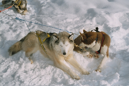 imm018_19A