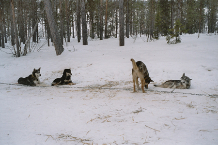 imm006_6A