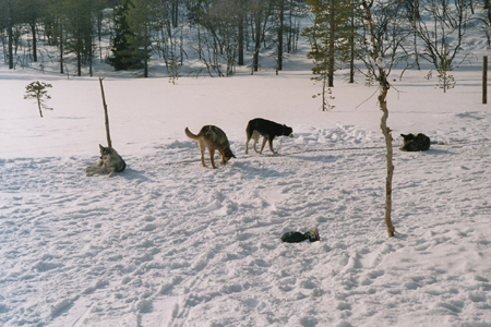 imm035_36A