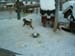 KIF_1329